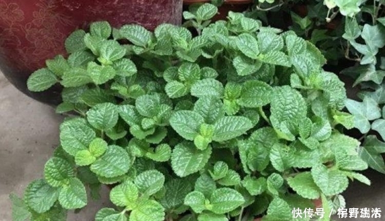 种花|4种花吸甲醛很厉害,养上几盆,消除空气中90%以上的甲醛