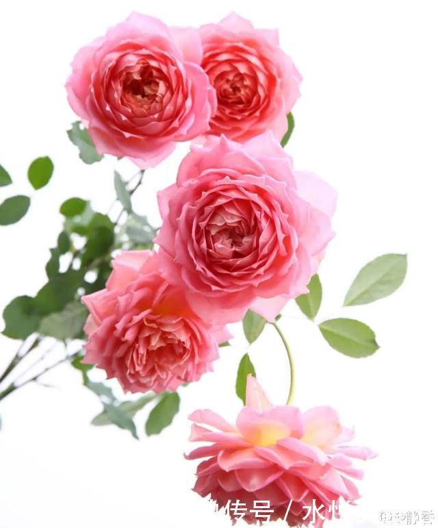 22种最漂亮的月季,一次能开300天,满屋飘香开花多