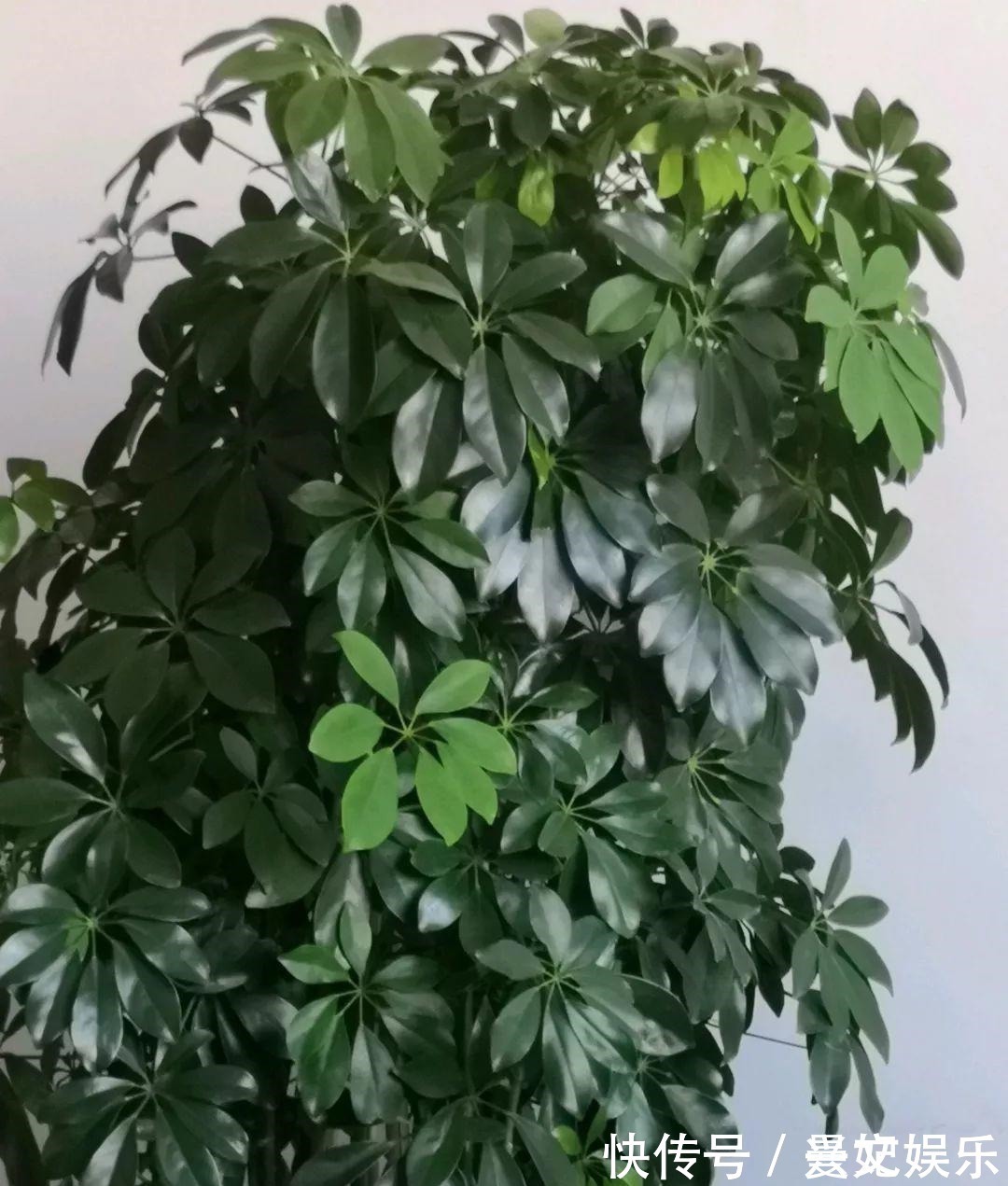 3种招财树,想养别花钱,掐个枝就生根,能得一大盆!