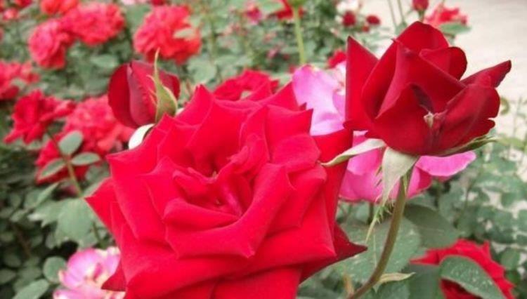 阳台养花就选4种,好养又漂亮,直接变成“百花园”,高雅艳丽