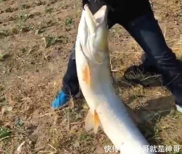 长江怪鱼|除害,村里小河湾,钓起四十多斤长江怪鱼,没人知道从何而来