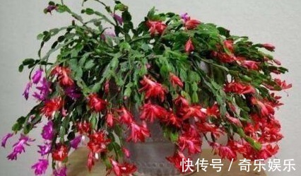 根壮|养蟹爪兰,盆里扔点“它”,根壮、叶绿,40天不管开爆盆,简单!