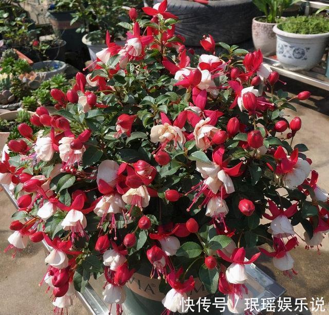 家有小院?养几种“不死花”,从来不用管,花开一片,延绵不断