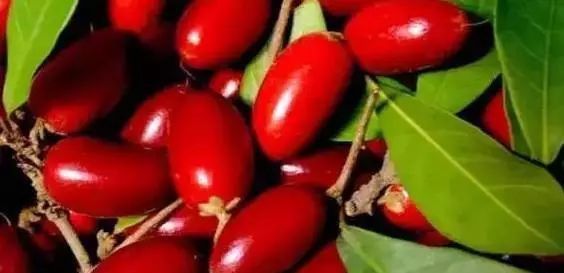 草莓|世界上最贵的水果,吃过3种以上的都是土豪啊