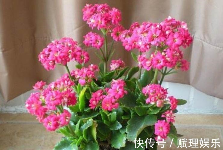 花卉|4种漂亮花，现在养一盆正当时，秋凉早开花，适合新手