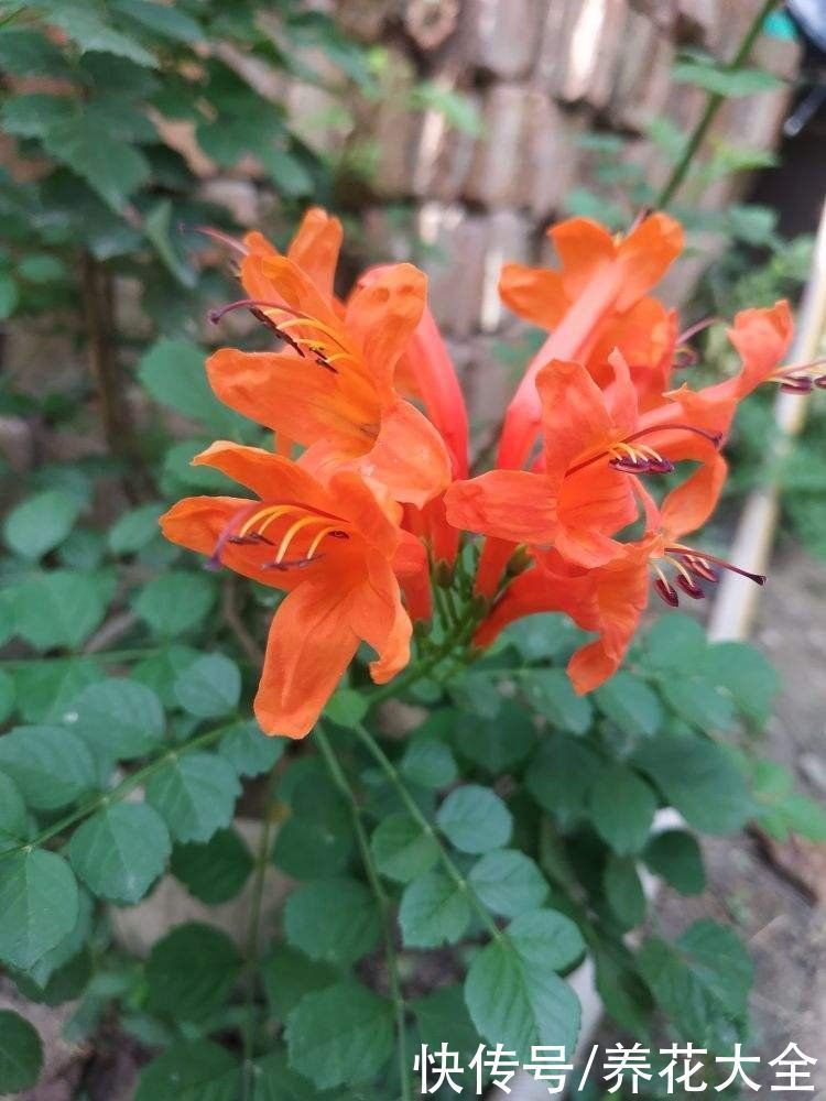 房顶上养了一株花，邻居叫我赶紧砍掉，真是为难