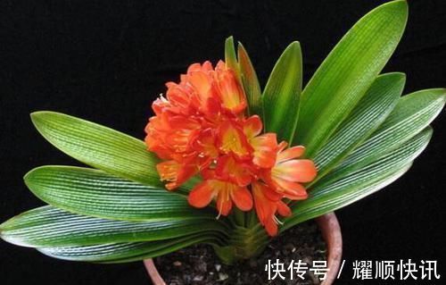 花盆|养君子兰知道这四个小技巧，不积水不烂根，年年开花不是问题！