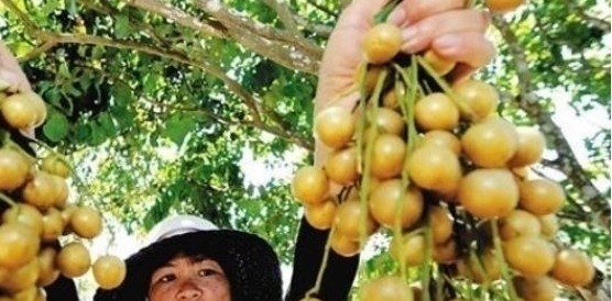 健康果|它比梨还润肺,是食药同源的“健康果”,止咳效果好,早知早受益