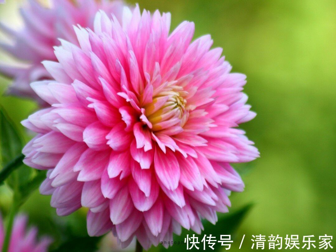 大丽菊|此花名叫“大丽菊”，美丽的不像话，寓意大吉大利，幸福美满