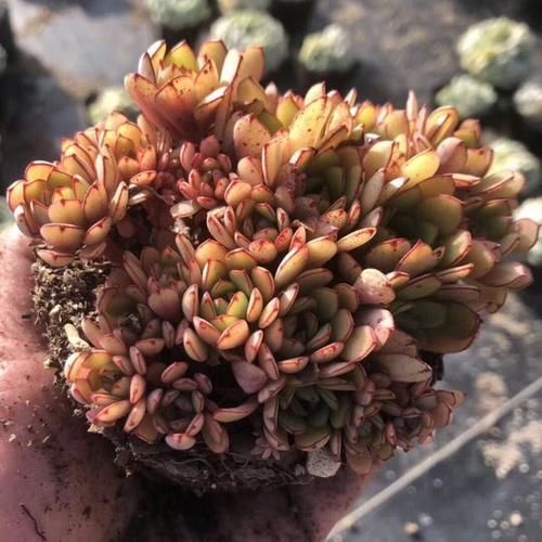 来自“童话里”的6款多肉,满满都是回忆,听名字就很想养上一盆