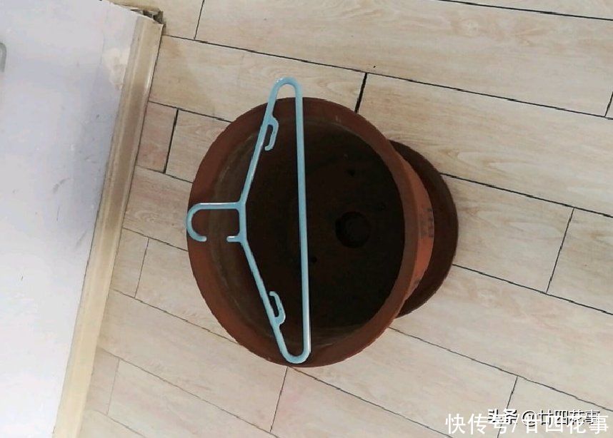 新手|君子兰秋天翻盆，有5段“顺口溜”，简单好学，新手照做即可