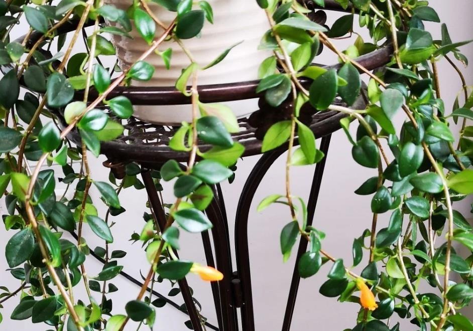 美极了|这款吊兰的花朵形似金鱼，风一吹，游来游去，美极了！