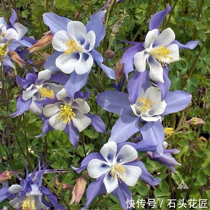 仙气|名字叫做“耧斗菜”,花朵却又“仙气飘飘”,今年的网红花