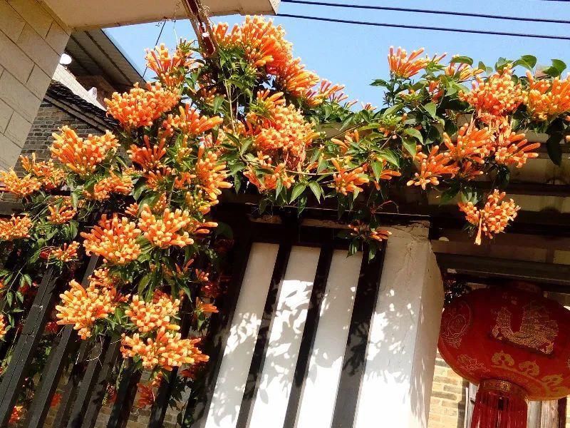 大门口种的花，开花好看，回忆满满