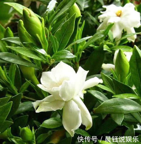 湿润|家养栀子花,关键在3点,不黄叶掉叶,年年开花,花开爆满盆!