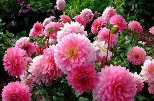 春夏秋冬|阳台再小,也要养2种花,耐寒又耐热,简单好养,美丽浪漫!