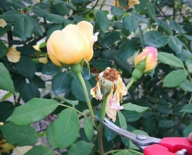 月季花后修剪常犯的4个错误,看看你中了几个