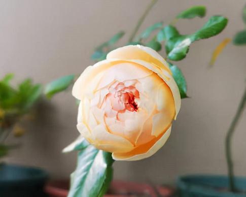 真宙|真宙,唯一零差评月季,你值得拥有