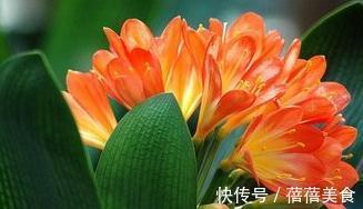 做好这几件事，新手也能养出株型端庄叶片苍翠挺拔的君子兰