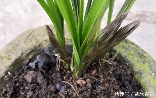 老花农养兰花,只用1种植料,易生根好栽种浇水方便