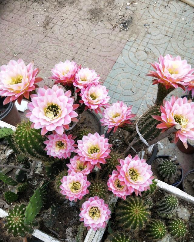 夏天|夏天就选这“三多肉”,不惧高温不休眠,40℃也能生机勃勃