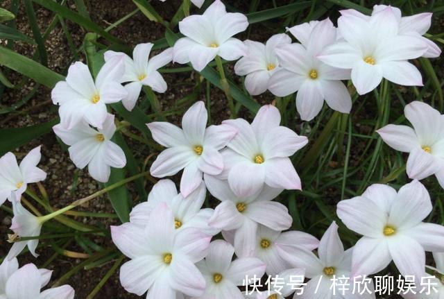 风雨兰这样养护，生长速度快开花美丽，能一直开到11月份