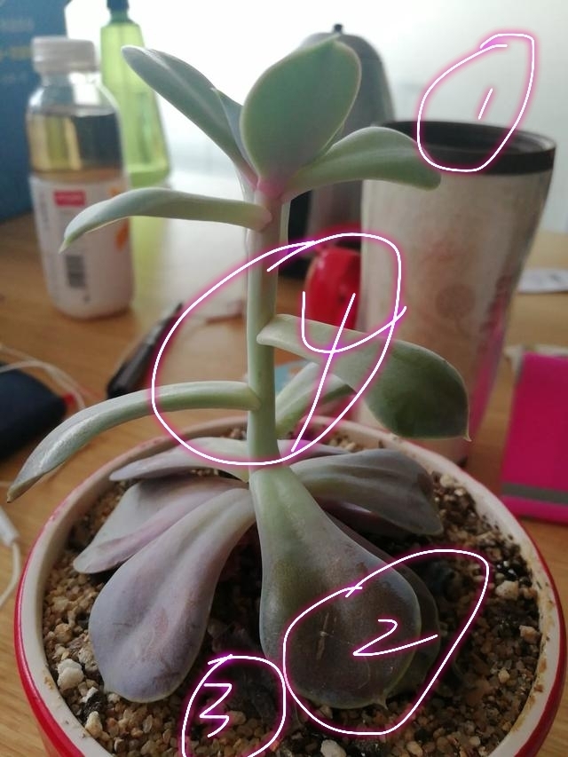 多肉徒长散乱不美观怎么办只需一个神操作,一盆变两盆还更美观