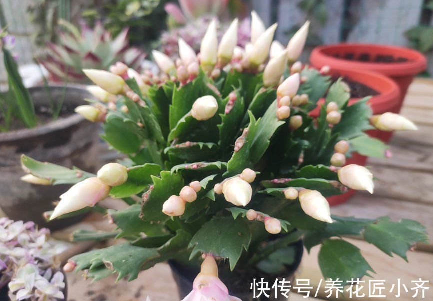 秋季3种花要补肥,但不是用促花肥,要合理施肥,才能开花爆盆