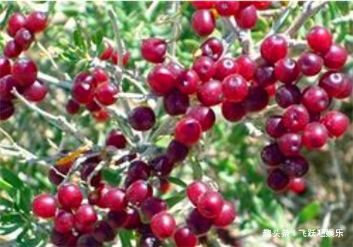 宿便|女性不想老太快,多食4种食物,改善体质,滋补身体,滋养肌肤!