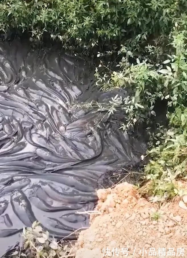 广州一水塘被填平,成群大鱼被困在泥水里无人捞,结果被活埋?