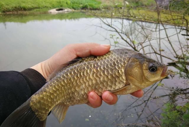 黑鱼|童年回忆杀中的10类鱼,你钓过几种?这3种鱼真的是遗憾!