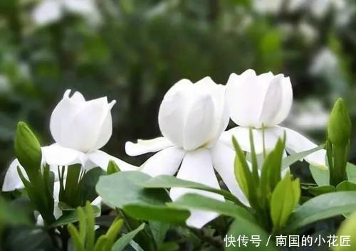开花|栀子花容易黄叶?了解掌握3个要点,四季油绿,年年有花赏!
