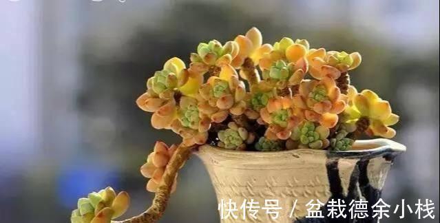 多肉|多肉植物一不小心徒长了，如何挽救？