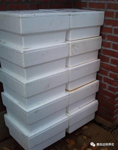 自制4种营养土,再也不板结烂根,大白根能挤破盆!