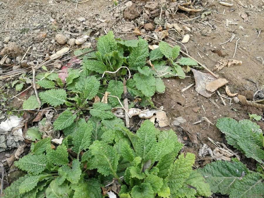 薄荷|农村一种野草,长得像薄荷,牛不吃鸡不刨,却是治疗咽炎的良药