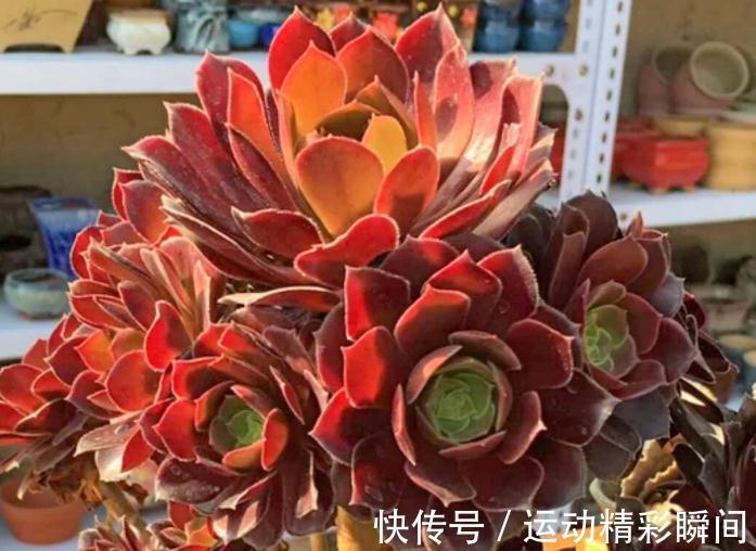 万圣节法师|养多肉这些法师一定要养,便宜又好看,关键是新手也能养出状态