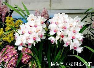 卧室千万要注意此几种花，非常多坏处，谁放谁后悔