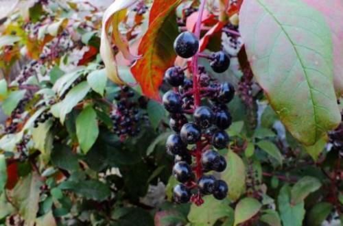 土人参|农村常见的“土人参”,能清热解火,解毒散瘀,降血压,你认识吗