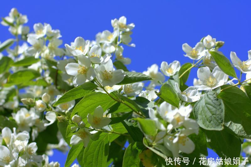 茉莉花养好有技巧,做好几点,花开雪白赛珍珠