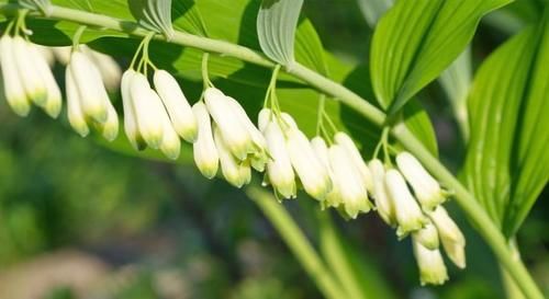 中药|提醒：别让养生变成催命符，这3种中药具有肾毒性，使用时需注意