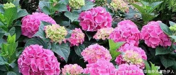 花杀手|最厉害的养花营养液给花喝一勺,根壮叶肥绿,开花多又艳!