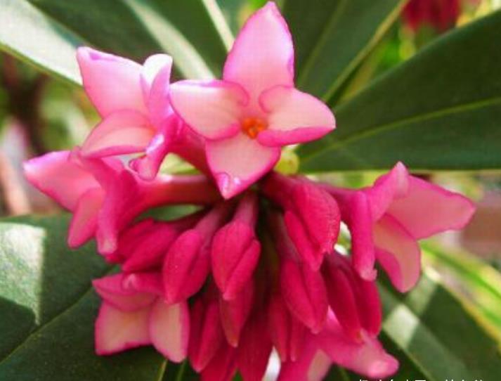 此花姿态婆娑潇洒,散发着一种诱人心魂的芳香,寓意为祥瑞与吉利