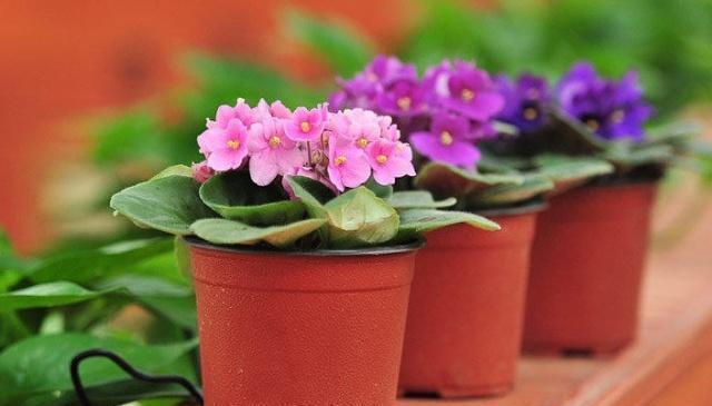 盆栽非洲堇，好养易爆盆，一年四季花开不断！