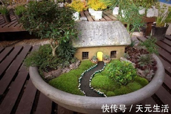 花友|花1分钟“挖青苔”,2周养成“微景观”,花友小盆景!