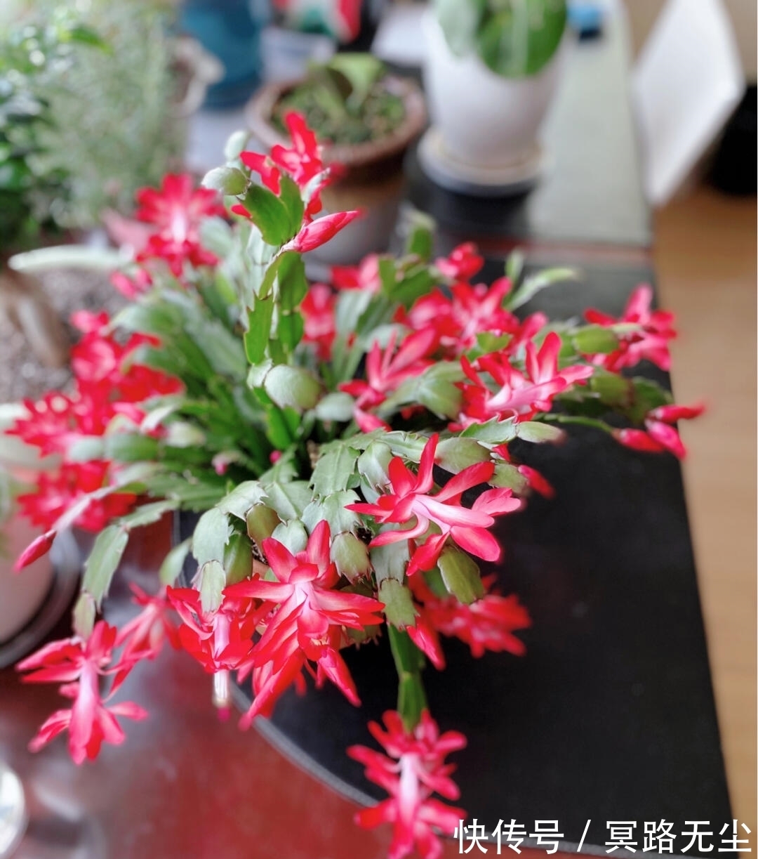 开花|蟹爪兰开败后,2件事别做错,否则想再开花,很难
