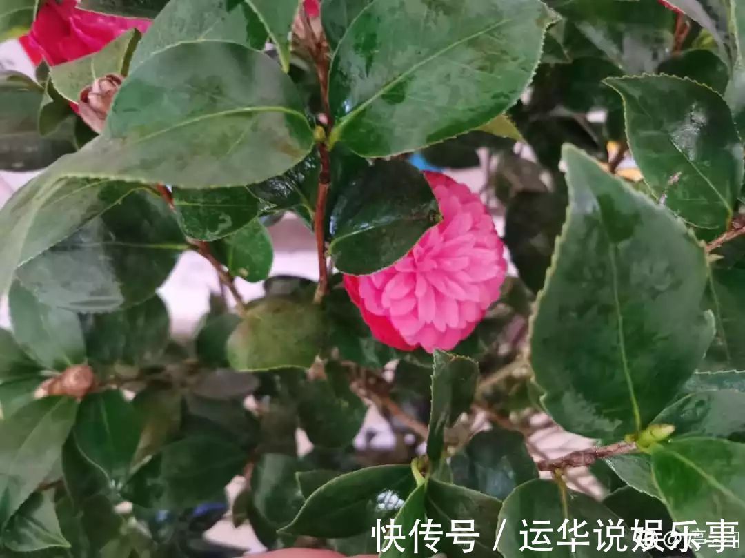 10种花爱喝醋，浇水加点酸，叶子油亮爱开花！