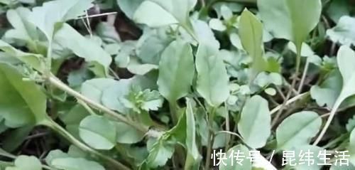 野菜|农村这野草长到家门口，农户把它当茶叶泡，城里认识的很少