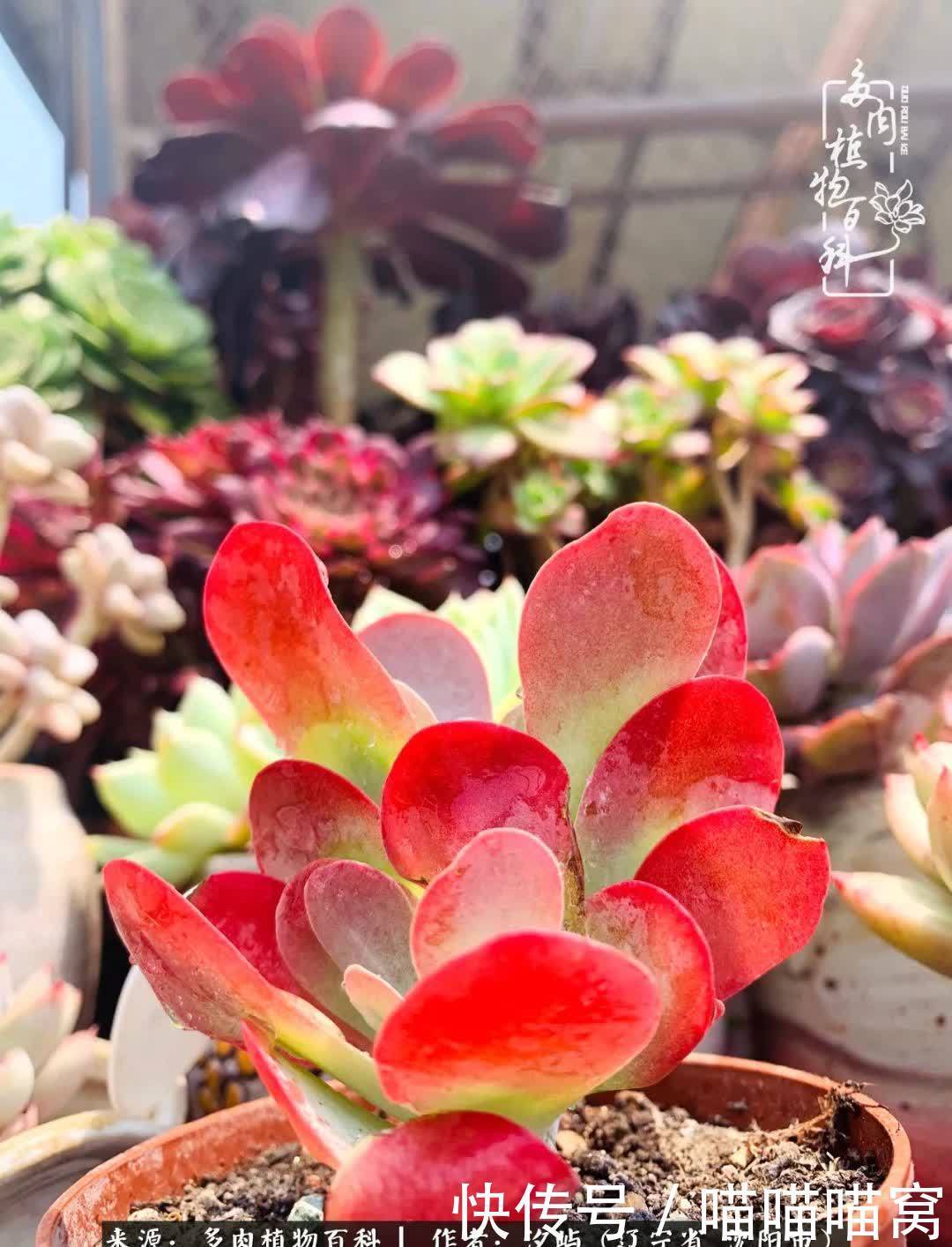 美杜莎|偶然相遇多肉,却成为心中挚爱!