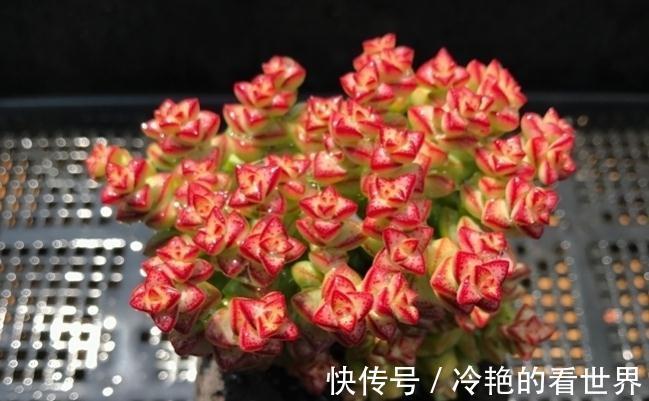 多肉小米星与钱串，十字星一家亲，出锦后也叫彩色蜡笔