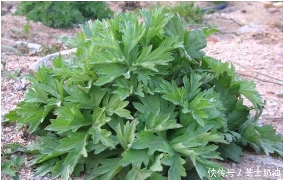 艾草煮水洗头,坚持半个月,身体发生神奇的变化,太好用了!